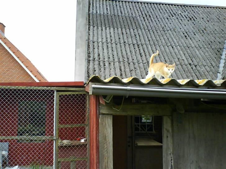 Huskat Miley - Ha ha du kan ikke nå mig billede 7