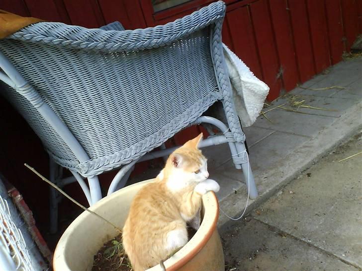 Huskat Miley - Her sidder man godt billede 8