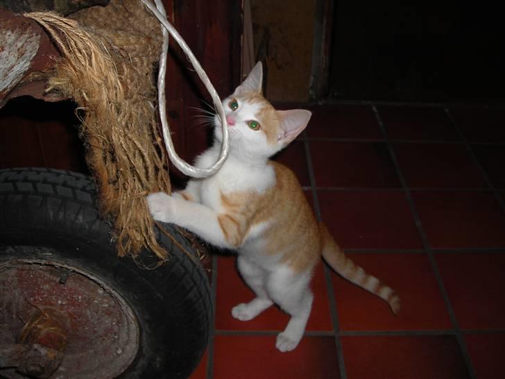 Huskat Miley billede 9