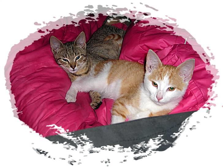 Huskat Miley - Mig og min bror Chui billede 10