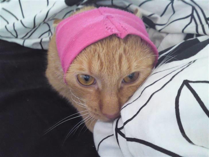 Huskat Bastian billede 6