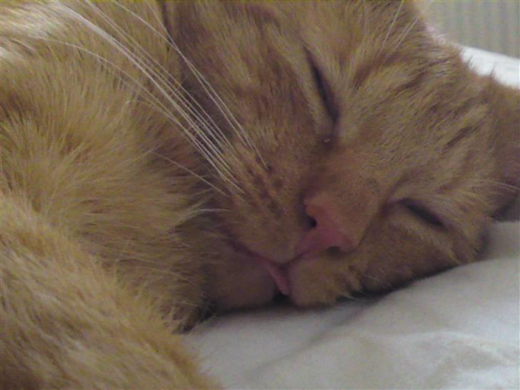 Huskat Bastian billede 7