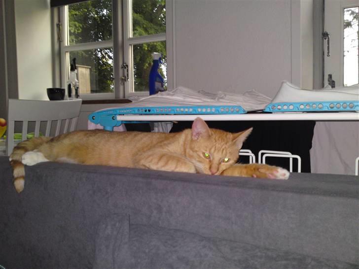 Huskat Bastian billede 9