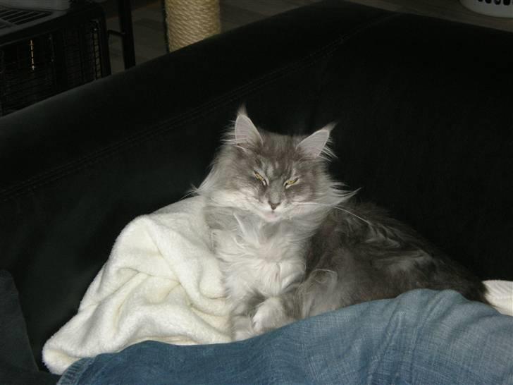 Maine Coon R.I.P. Aja billede 13