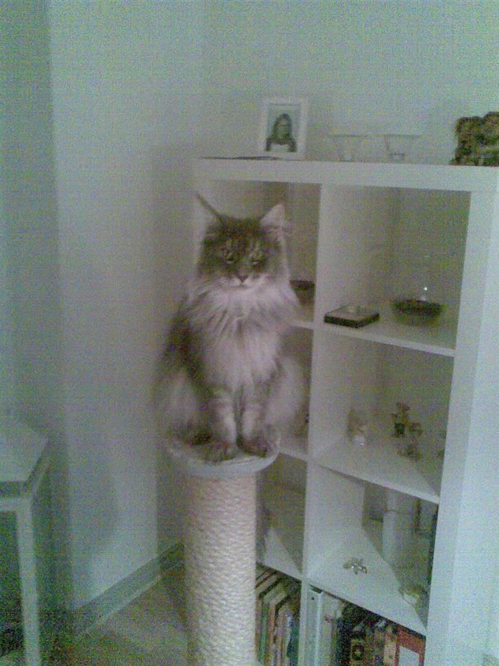 Maine Coon R.I.P. Aja billede 14