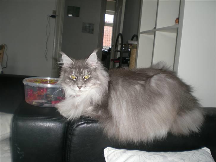 Maine Coon R.I.P. Aja billede 15