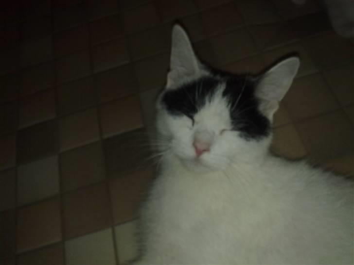 Huskat Mulle. billede 2