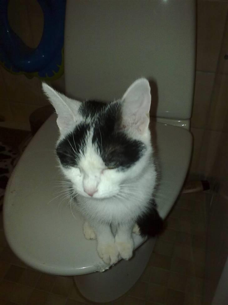 Huskat Mulle. billede 3