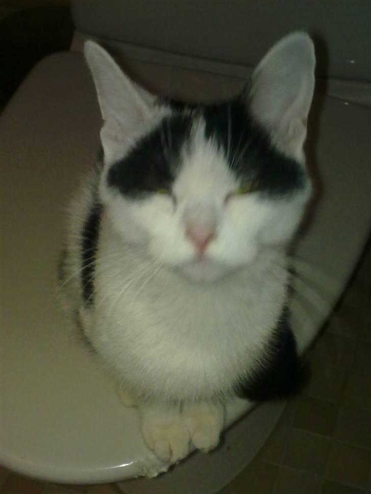 Huskat Mulle. billede 4