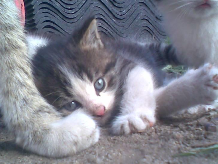 Huskat Fart Striber - Mit yndlings billede af ham..<3 billede 7