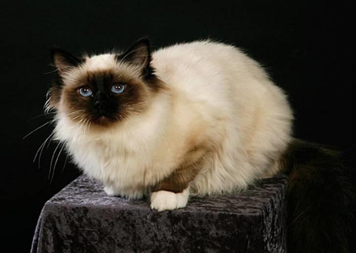 Hellig Birma DK.CHACOMI'S ARMANI. - se lige mig.2009. billede 1