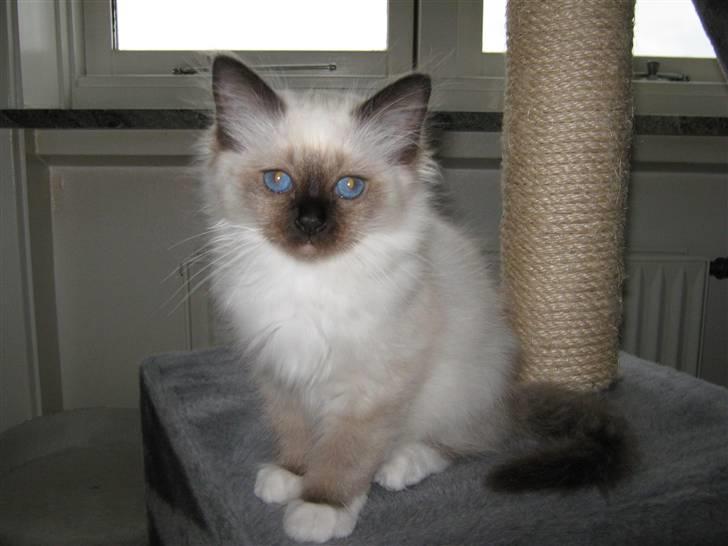 Hellig Birma DK.CHACOMI'S ARMANI. - Jeg har overblikket billede 2