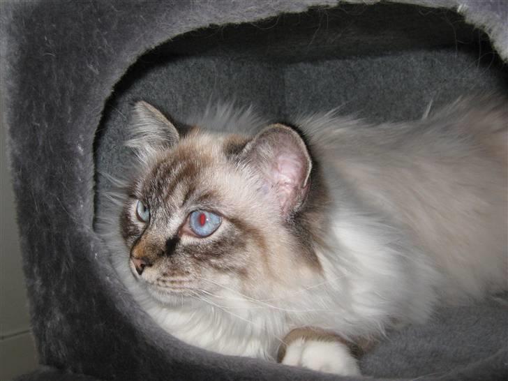 Hellig Birma MISS LORELEI'S COCIO.R.I.P 2011. - Jeg har lige gemt mig lidt,hi hi. billede 6