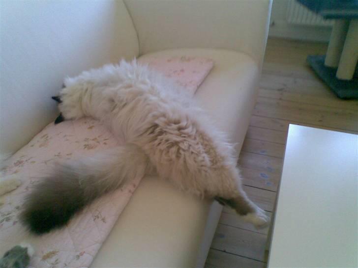 Hellig Birma MISS LORELEI'S COCIO.R.I.P 2011. - Sådan ligger jeg og sover. billede 7