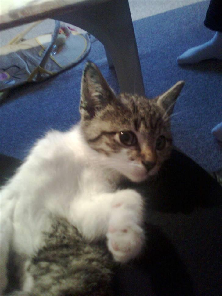 Huskat Rosa billede 1