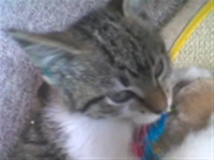 Huskat Rosa billede 2