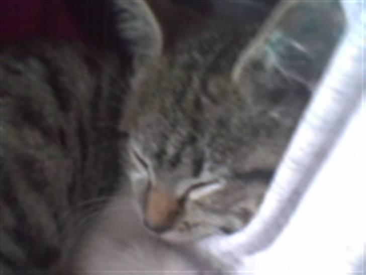 Huskat Rosa billede 3