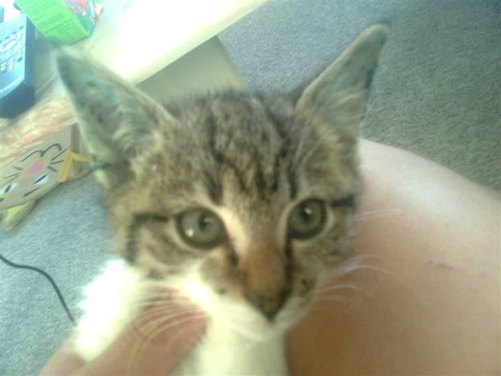 Huskat Rosa billede 4