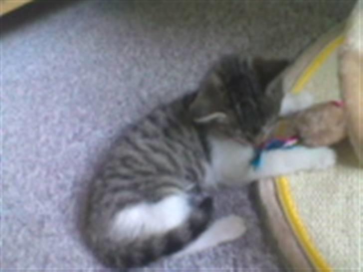 Huskat Rosa billede 5