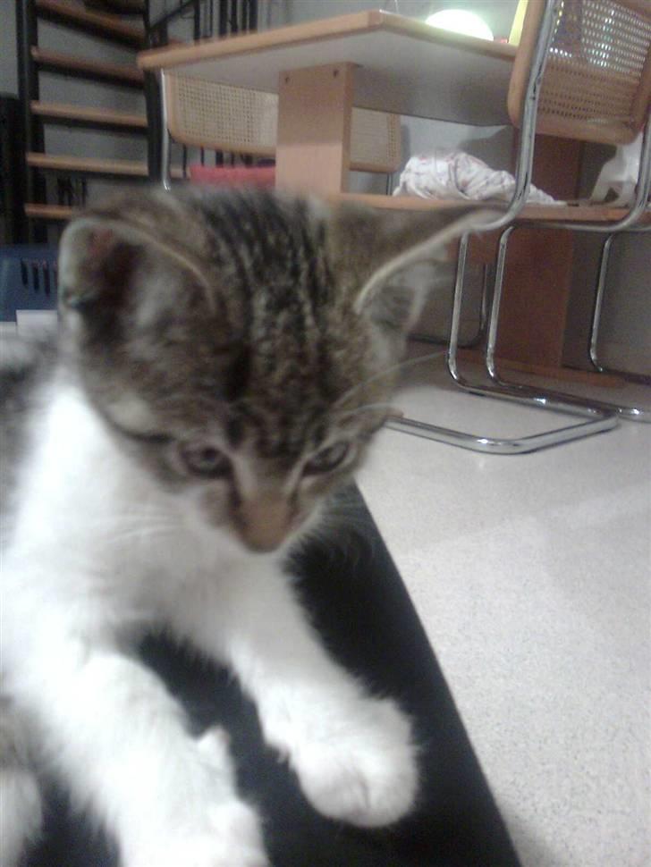 Huskat Rosa billede 6