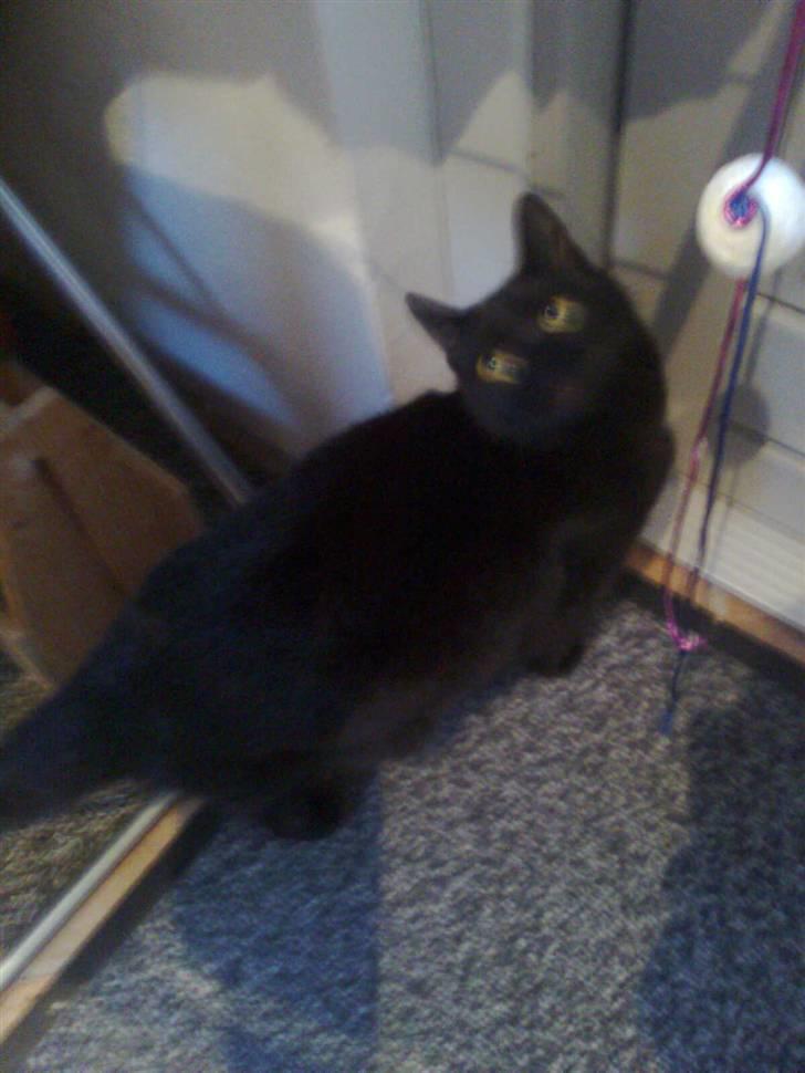 Huskat Emilie billede 8