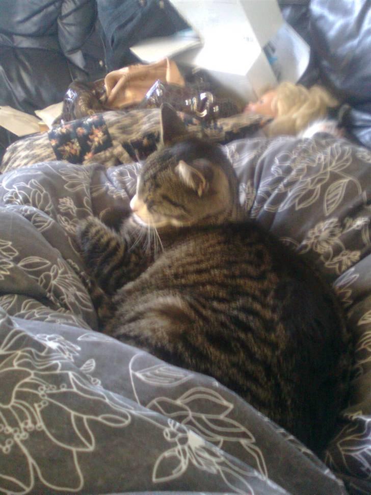 Huskat Mille billede 13