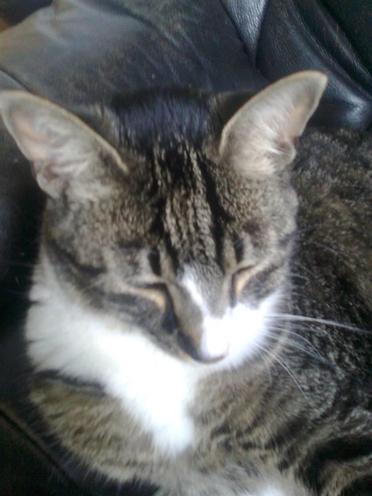 Huskat Mille billede 14