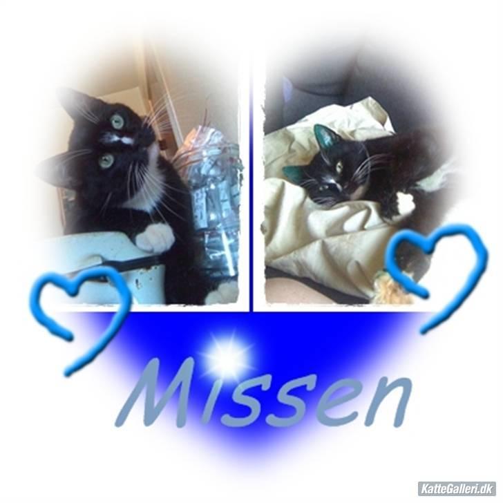 Huskat missen - billedet er lavet af "alice" billede 18