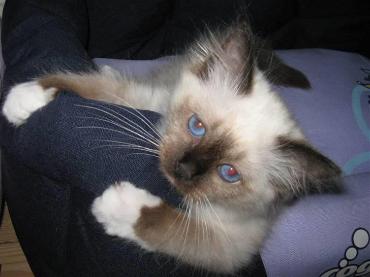 Hellig Birma DK.CHACOMI'S ARMANI. - Jeg er en lille charme trold. billede 3