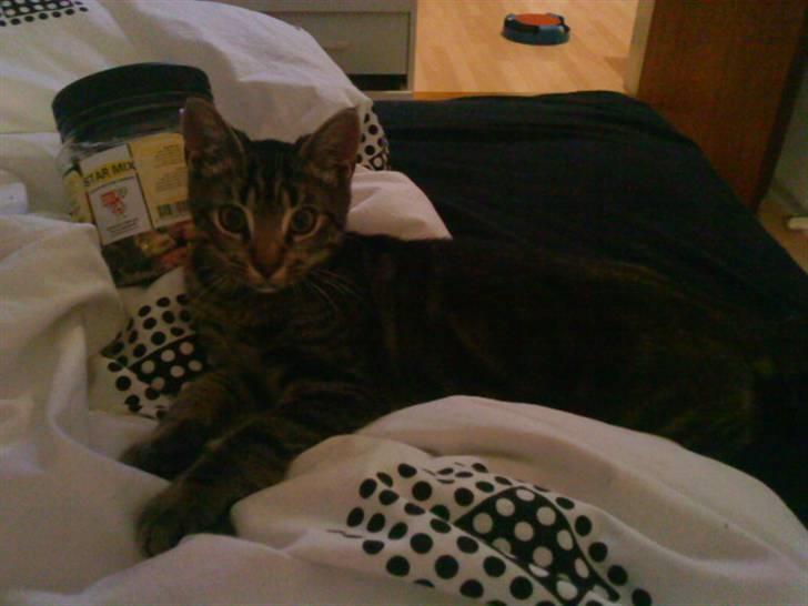 Huskat Felix billede 12