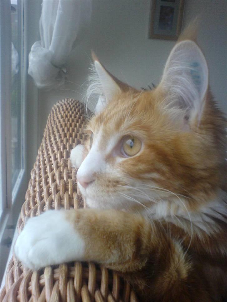 Maine Coon Zorro billede 1