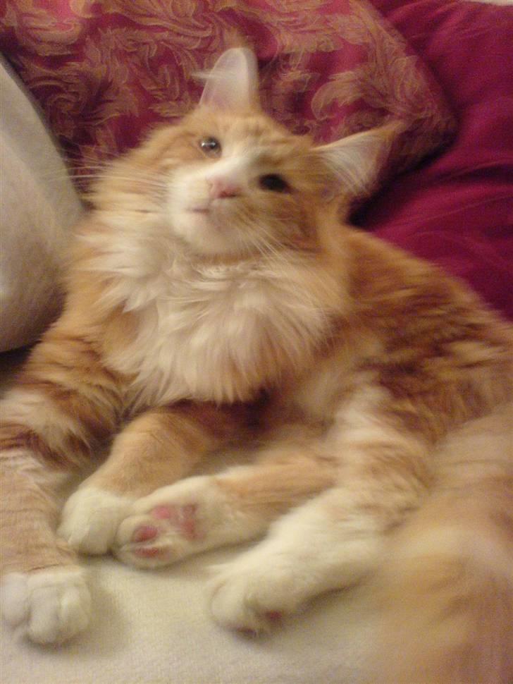 Maine Coon Zorro billede 2