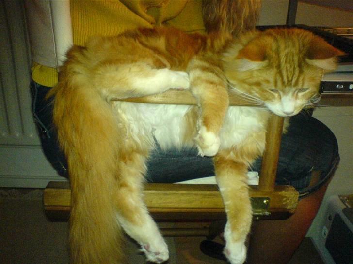 Maine Coon Zorro billede 3