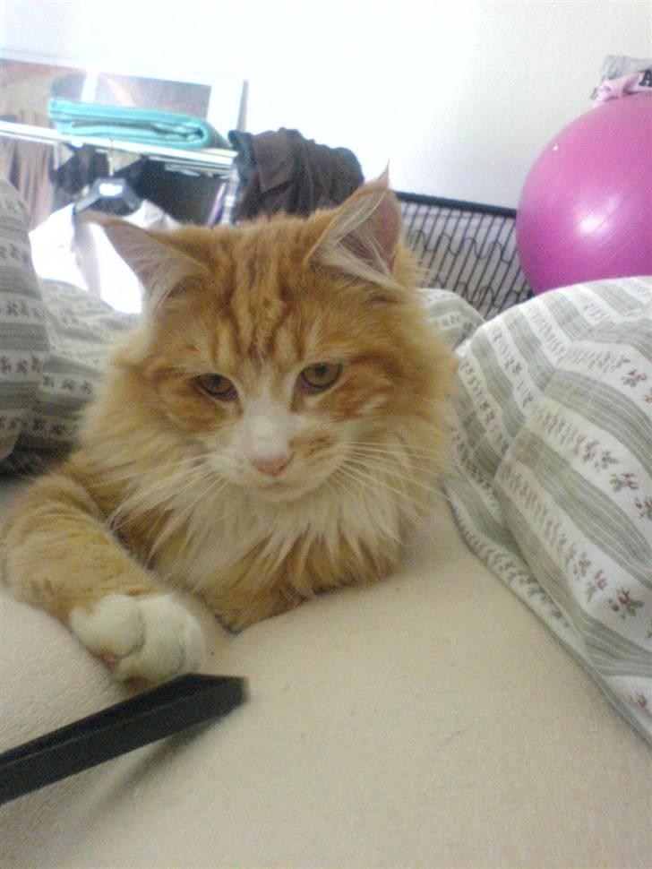 Maine Coon Zorro billede 4