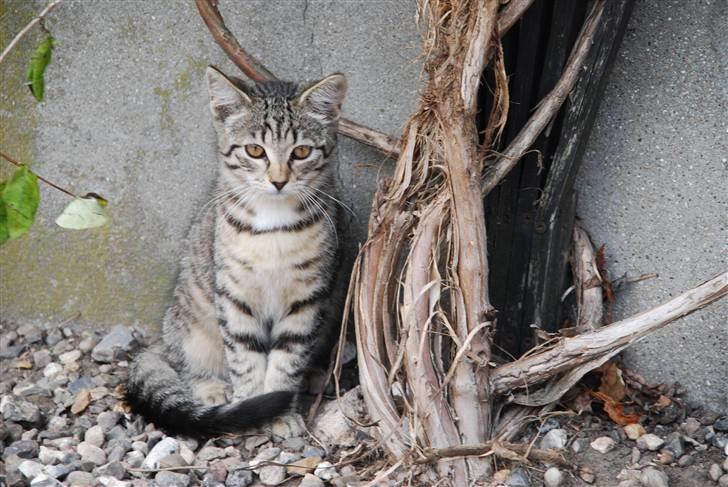 Huskat Hegnsholts Sally <3 billede 14