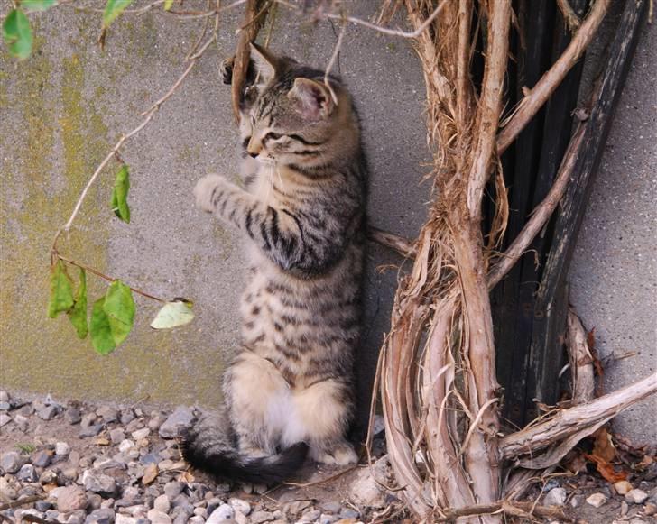 Huskat Hegnsholts Sally <3 billede 15