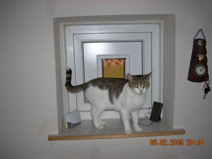 Huskat fiffi billede 1