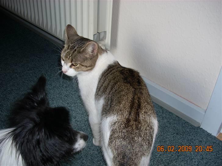 Huskat fiffi billede 2