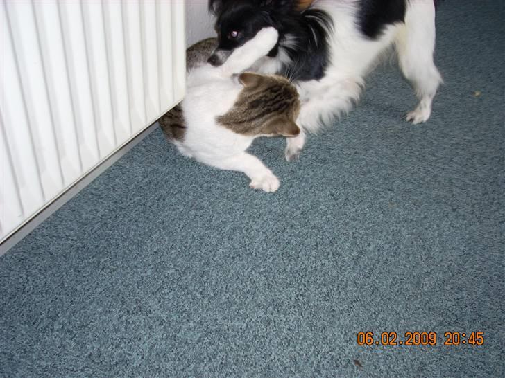 Huskat fiffi billede 3