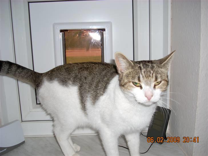 Huskat fiffi billede 5