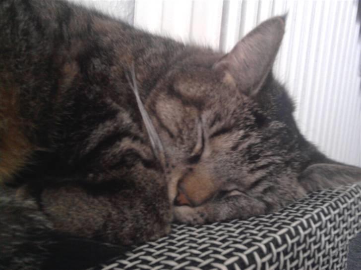 Huskat Diesel R.I.P billede 1