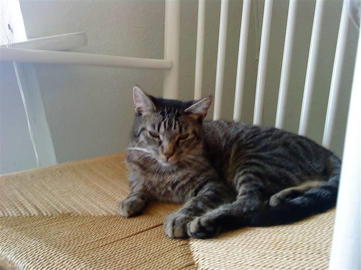 Huskat Diesel R.I.P billede 2