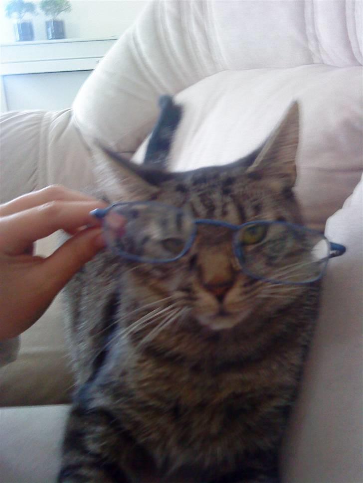 Huskat Diesel R.I.P billede 3