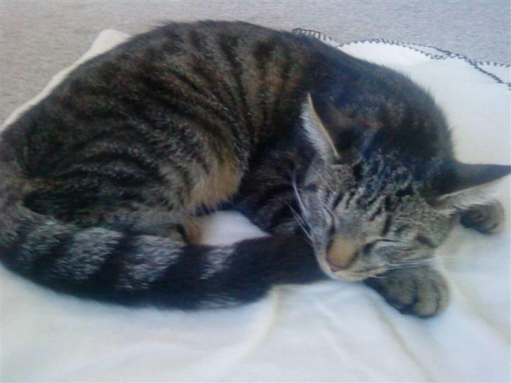 Huskat Diesel R.I.P billede 4