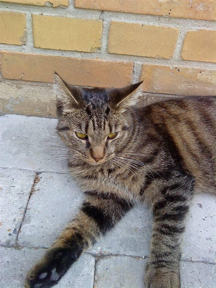 Huskat Diesel R.I.P billede 5