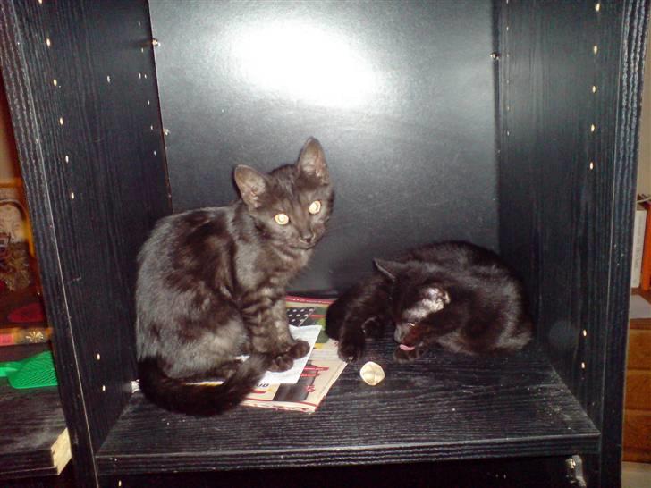 Huskat Iljana {Savnes} billede 1