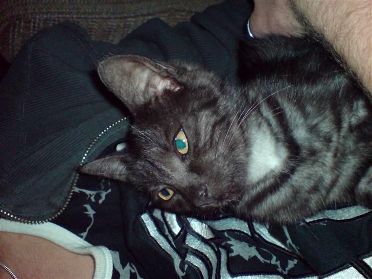 Huskat Iljana {Savnes} billede 2