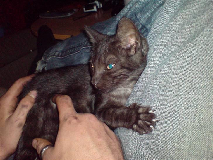 Huskat Iljana {Savnes} billede 3