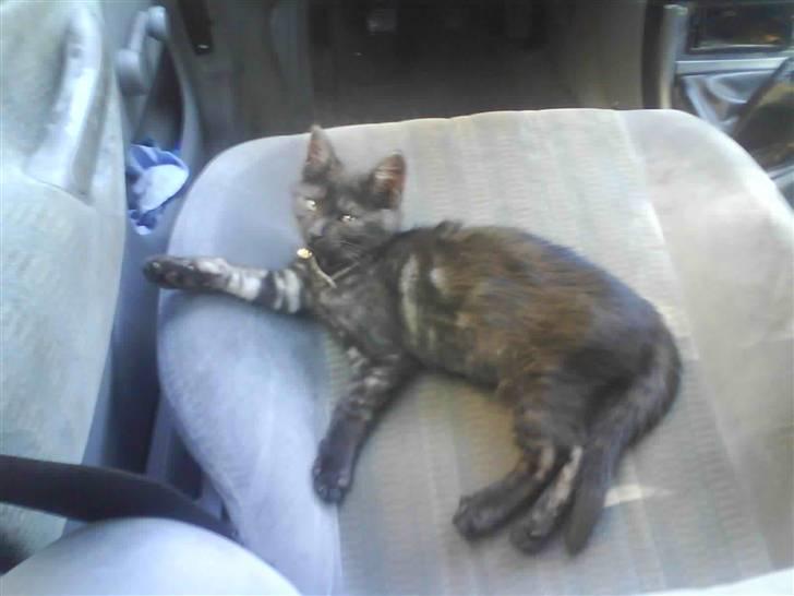 Huskat Iljana {Savnes} billede 4