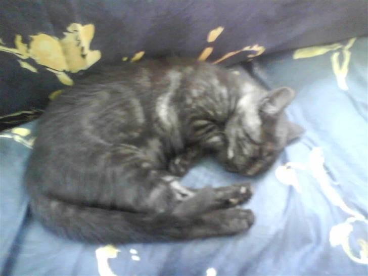 Huskat Iljana {Savnes} billede 5